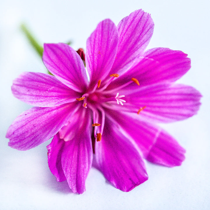 An extreme close-up of a single Elise Ultra Violet Lewisia flower on a white background.