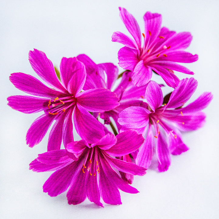 A close-up macro view of Elise Ultra Violet Lewisia flowers on a white background.