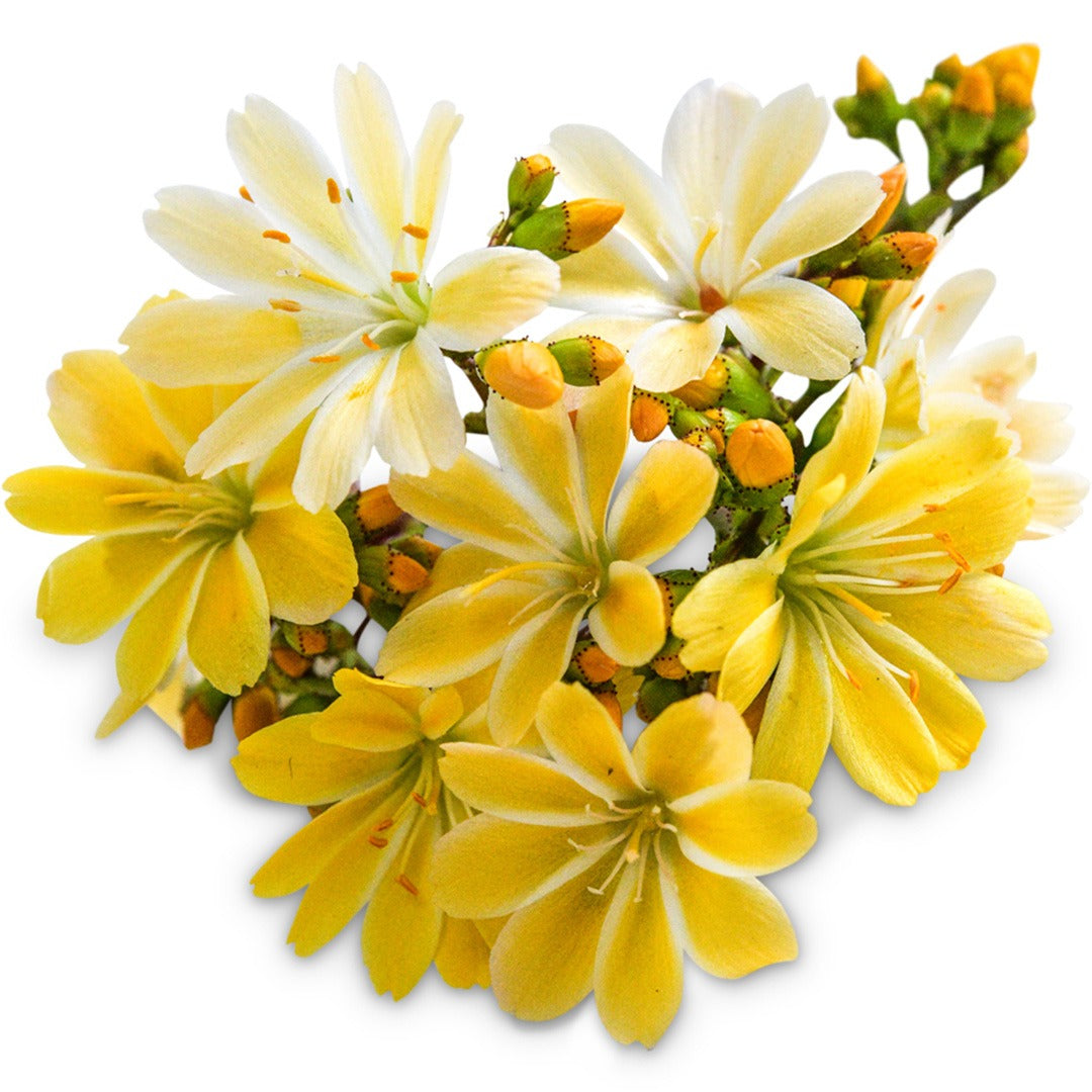 Elise Golden Yellow Lewisia arranged on a white background.