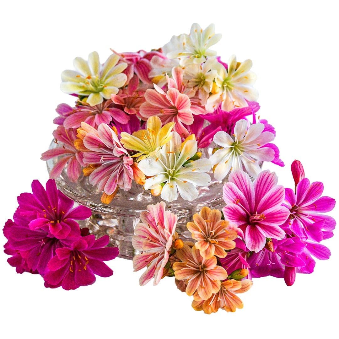 Lewisia Seeds, Elise Mix