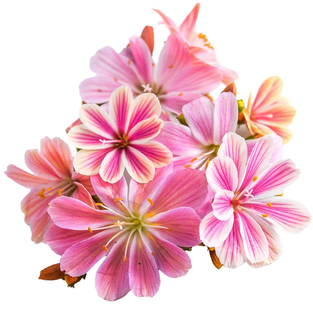 A close-up macro view of Elise Rosy Pink Lewisia flowers on a white background.