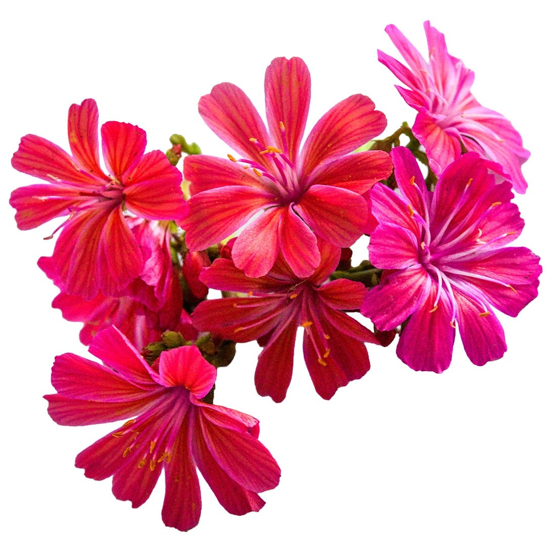 A close-up macro view of Elise Ruby Red Lewisia flowers on a white background.
