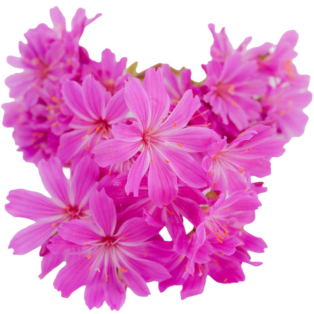 A close up view of Ultra Violet Lewisia flowers on a white background.