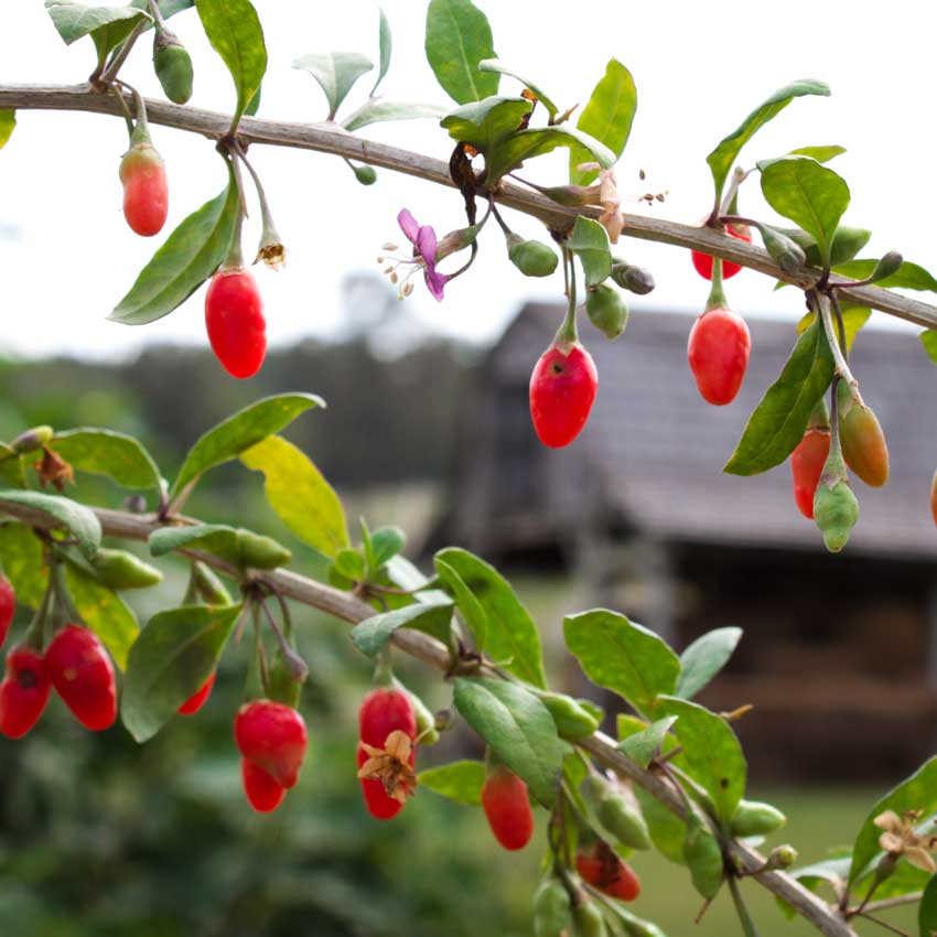 Scarlet Goji Berry growing and Baker Creek Heirloom Seed Co. farm in Mansfield, Missouri.