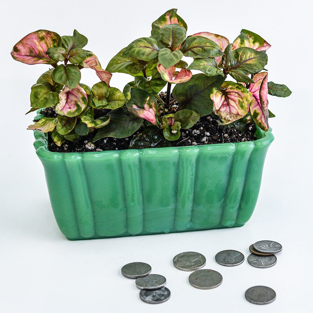 A side view of a trio of Joseph’s Coat Plants in green glass planter with coins on high key background.