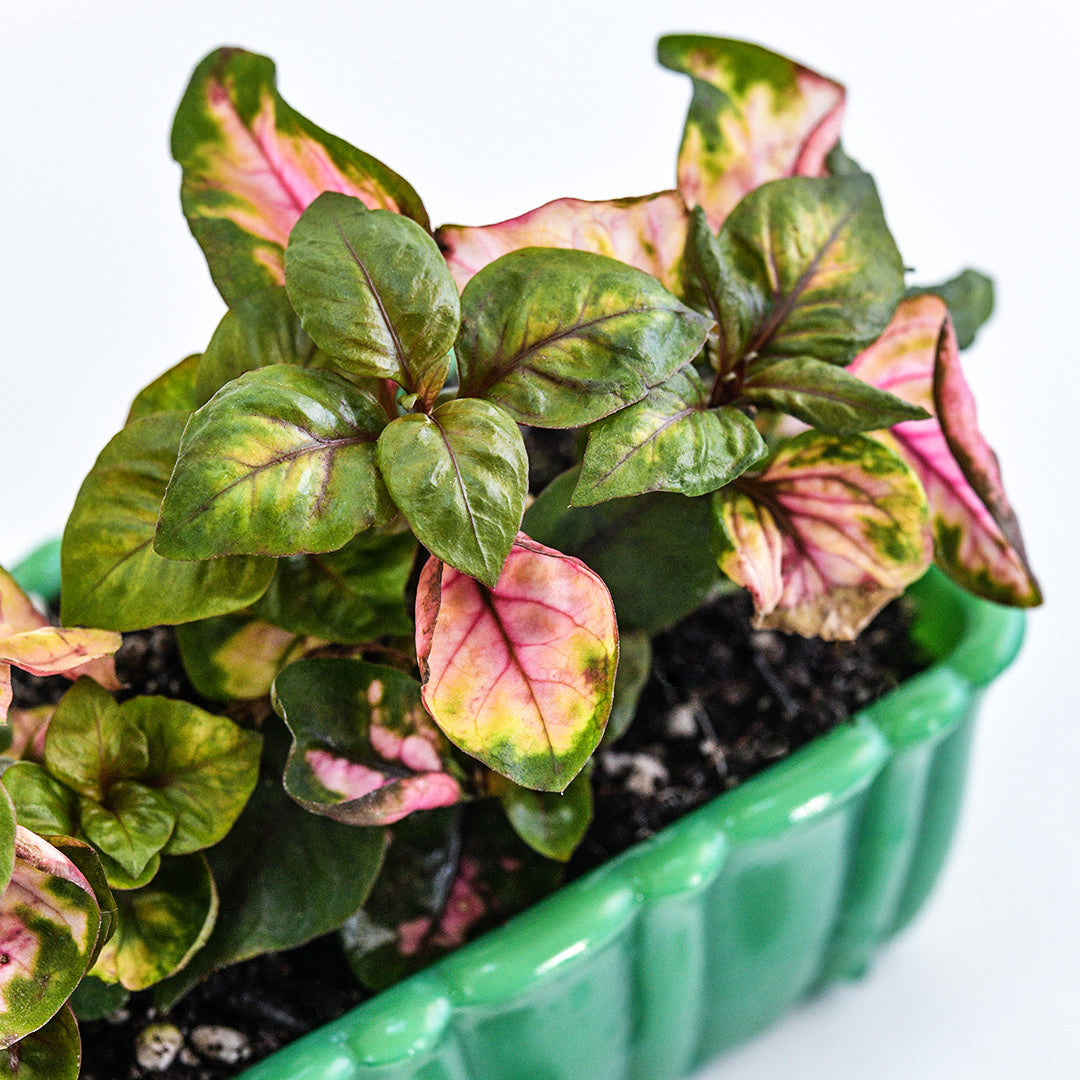 Overhead detail view of Joseph’s Coat Plants foliage color in warmer weather in a green pot.
