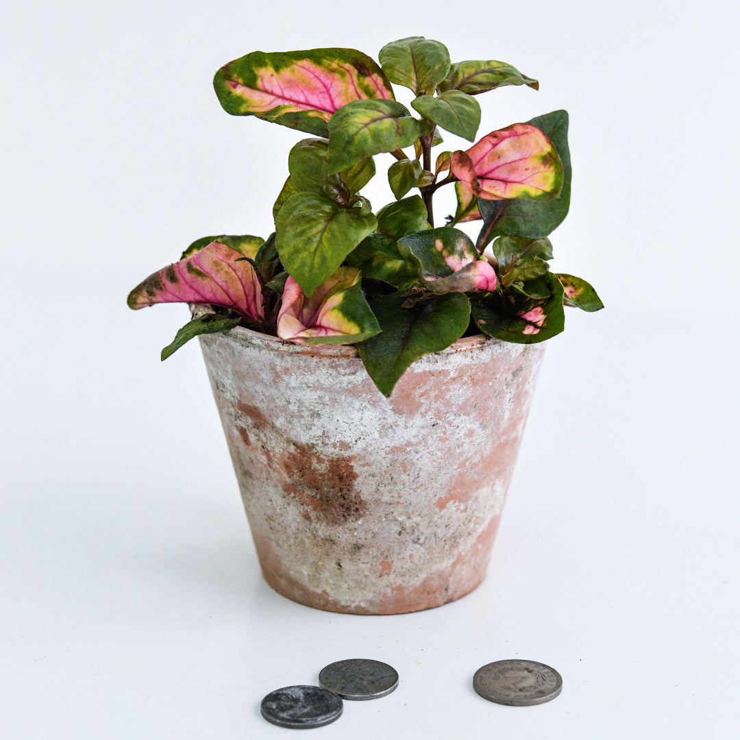 A single Joseph’s Coat Plant in a weathered terra-cotta pot with coins on white background.