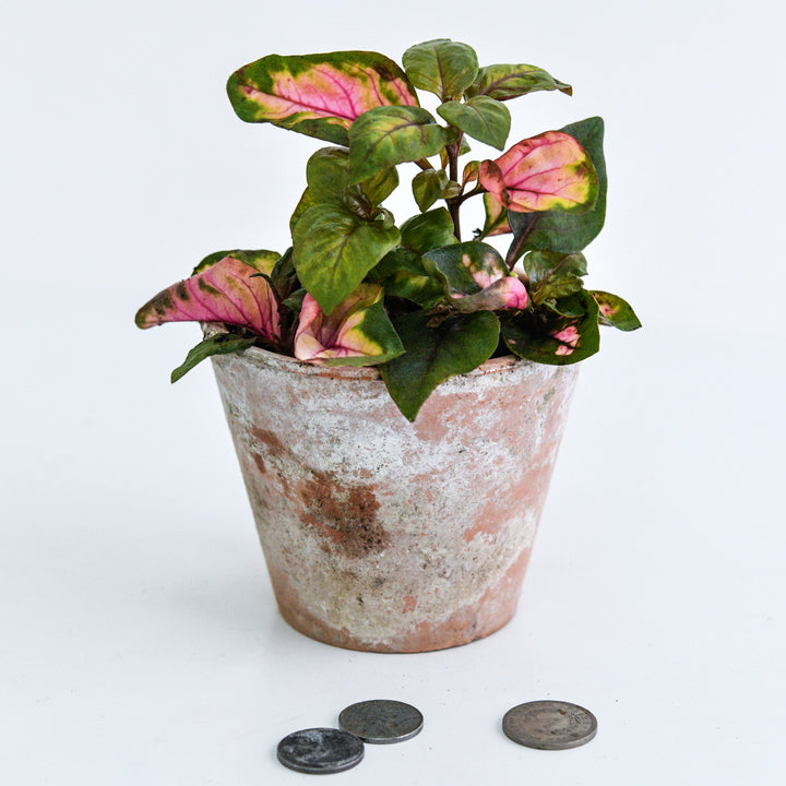 A single Joseph’s Coat Plant in a weathered terra-cotta pot with coins on white background.