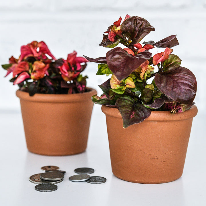 A pair of Joseph’s Coat Plants in terra-cotta pots showing cool weather leaf color on a white background.