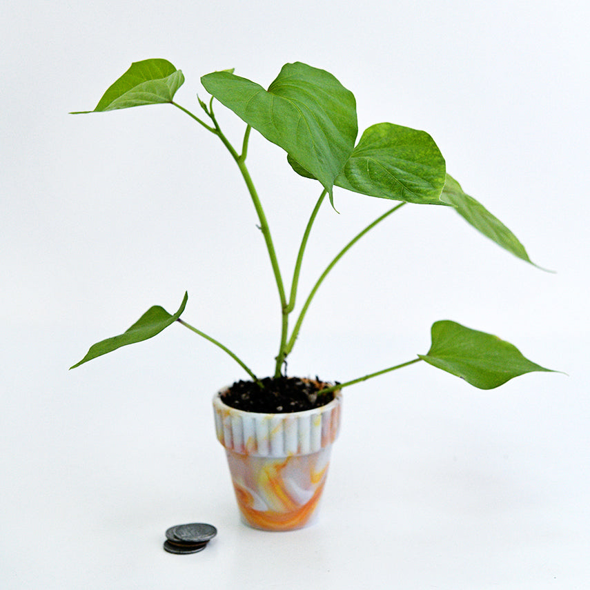A single Carogold Sweet Potato Plant in little glass pot with coins to show size.