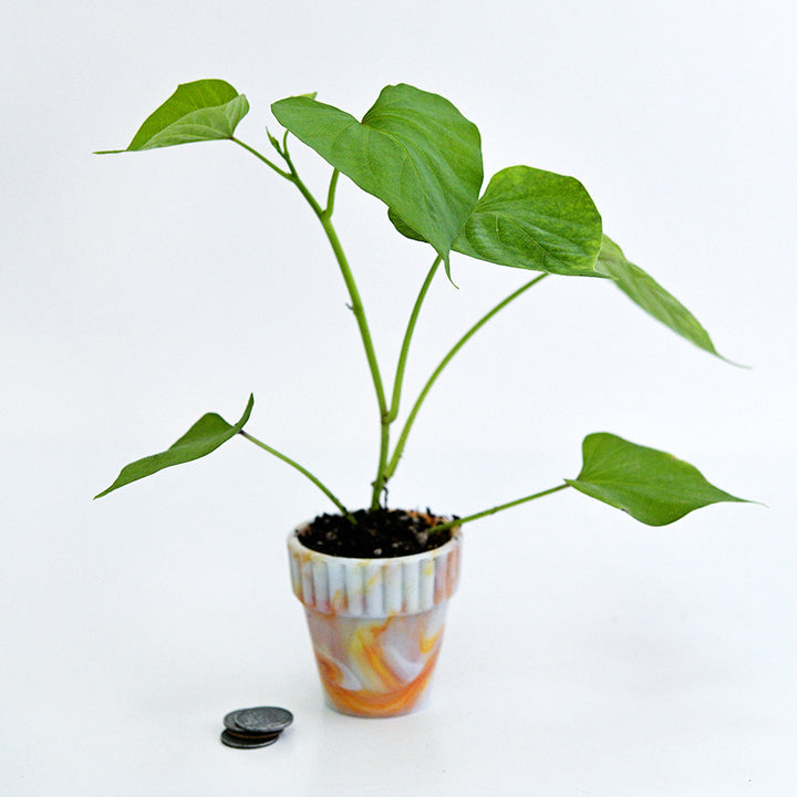 A single Carogold Sweet Potato Plant in little glass pot with coins to show size.