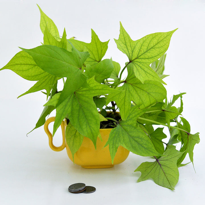 Nancy Hall Sweet Potato Plants potted in a yellow cup with coins on white background.