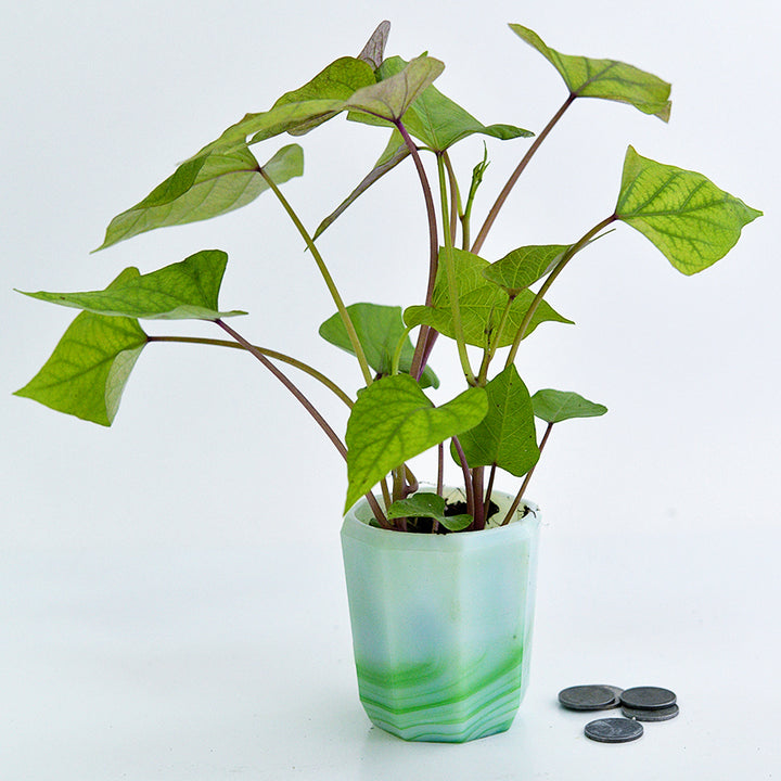 A single Seon Mi Sweet Potato Plant in a glass pot with coins on white background.