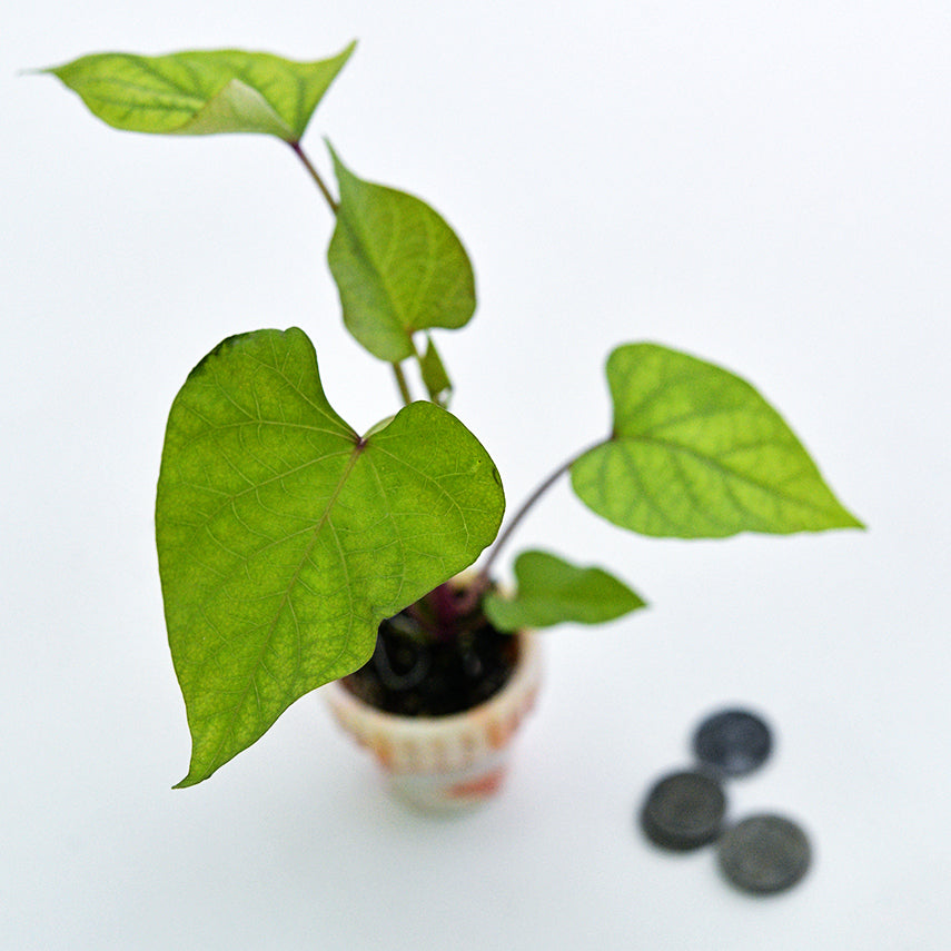 And overhead view of a single Seon Mi Sweet Potato Plant in a glass pot with coins.