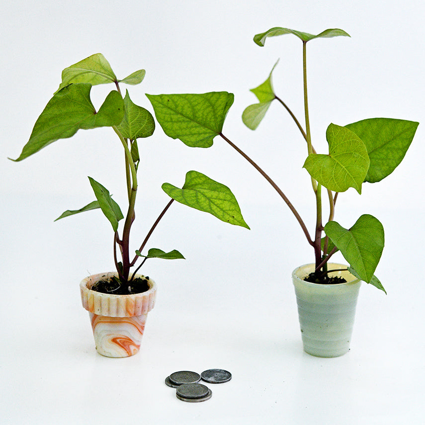 A pair of potted Seon Mi Sweet Potato Plants with coins on a white background.