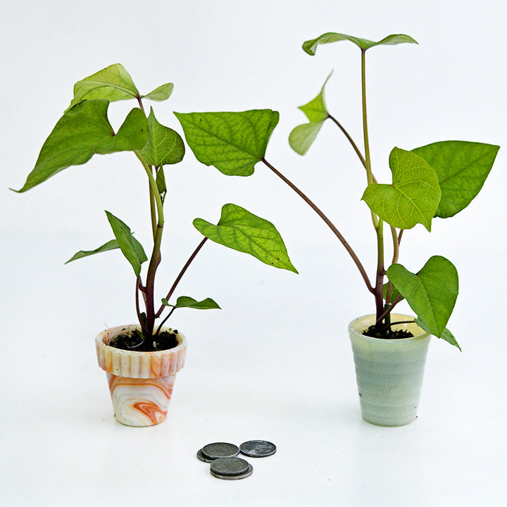A pair of potted Seon Mi Sweet Potato Plants with coins on a white background.