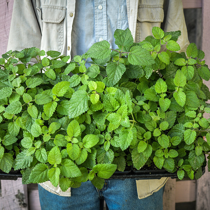 Mandarina Lemon Balm in a starter tray.