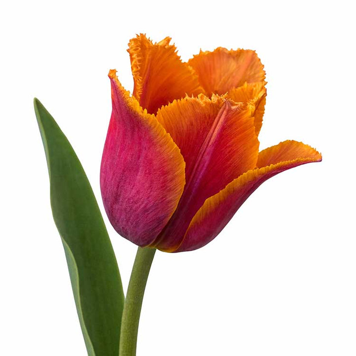 Single Louvre Tulip on white background