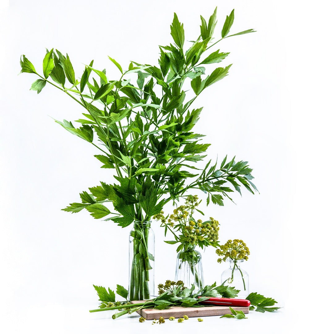 Lovage stems in a vase with flowers and leaves on a cutting board on a white background.