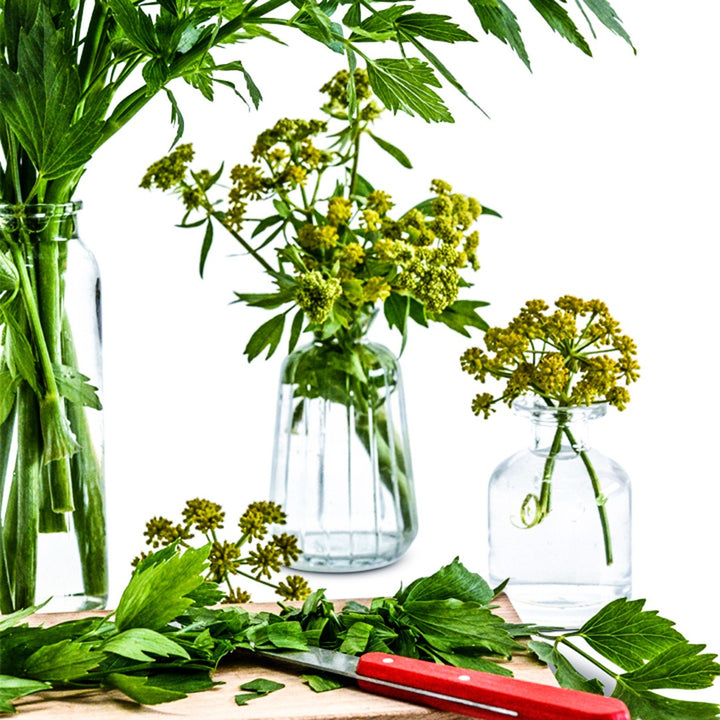 A close-up view of Lovage on a cutting board with a red handled knife on a white background.