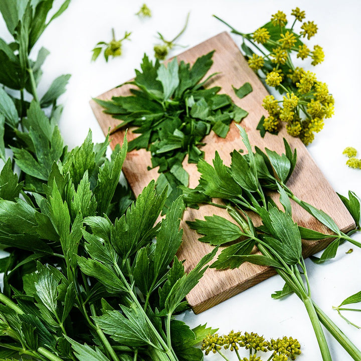 A close-up of Lovage leaves and flowers on a cutting board with full stems on white.