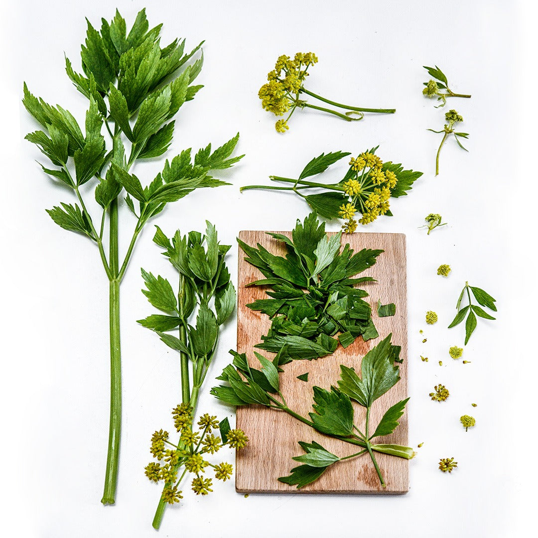 An overhead view of Lovage with leaves and blooms arranged on a white background.