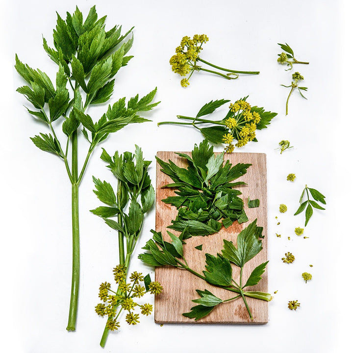 An overhead view of Lovage with leaves and blooms arranged on a white background.