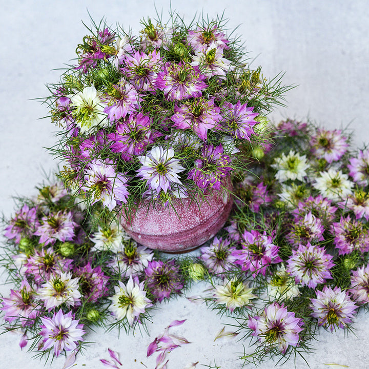Mulberry Rose Love-In-A-Mist flowers arranged in a pink vase surrounded by flowers and foliage.