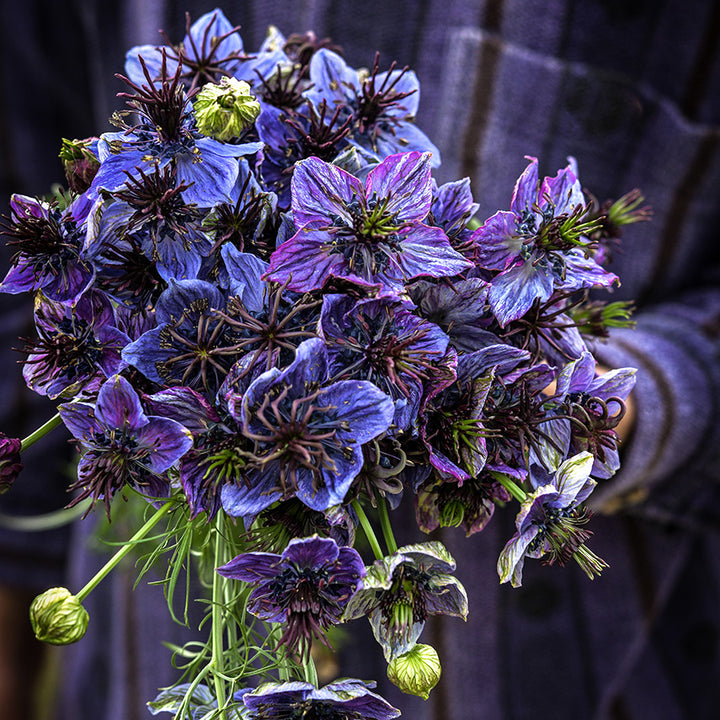 A gardener in a purple shirt holding a bouquet of freshly picked Midnight Nigella Love-In-A-Mist flowers.