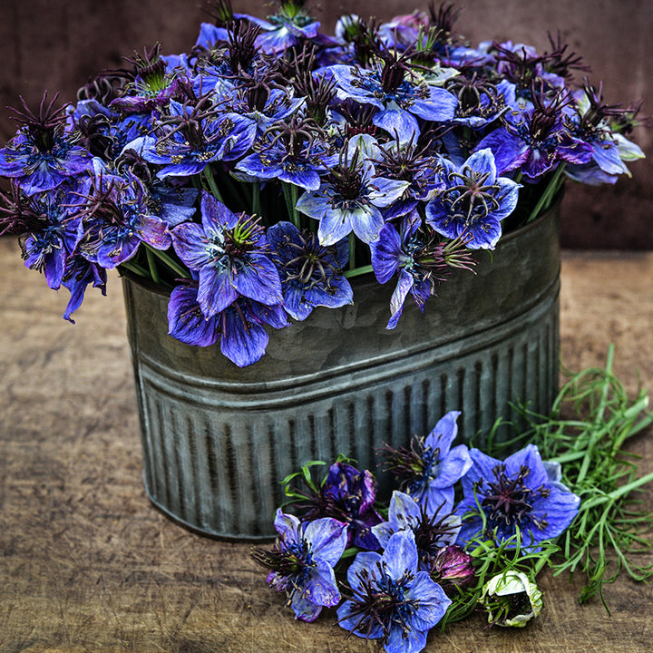 Midnight Nigella Love-In-A-Mist flowers in a metal container on wood.