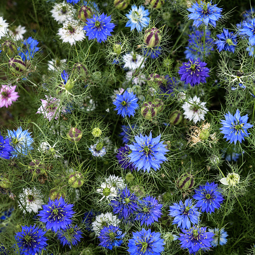 An overhead view of Miss Jekyll Mix Love-In-A-Mist flowers growing in the trial gardens at Baker Creek.