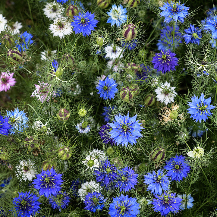 An overhead view of Miss Jekyll Mix Love-In-A-Mist flowers growing in the trial gardens at Baker Creek.