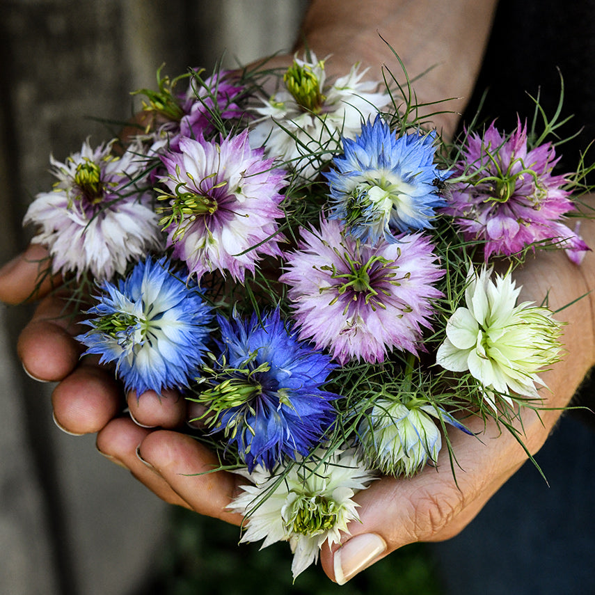 A woman holding a handful of Miss Jekyll Mix Love-In-A-Mist flowers in the gardens at Baker Creek.