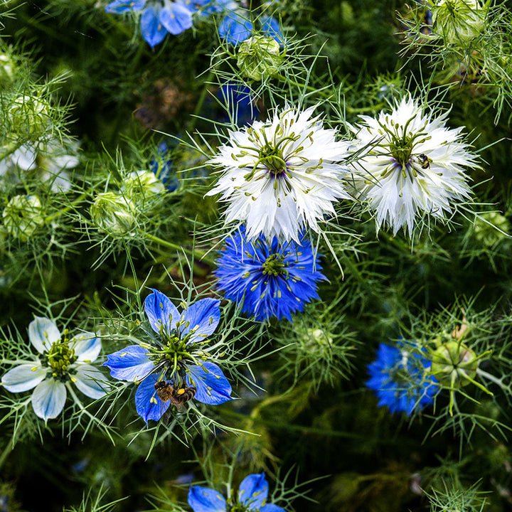 Pollinators enjoy Miss Jekyll Mix Love-In-A-Mist flowers in the garden at Baker Creek.