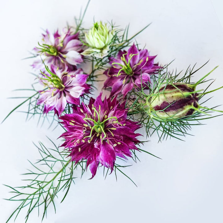 A detailed view of several Mulberry Rose Love-In-A-Mist flowers with a pod on a white background.