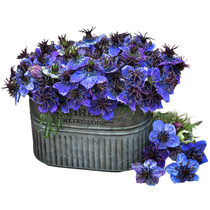 Midnight Nigella Love-In-A-Mist flowers in a metal container on a white background.