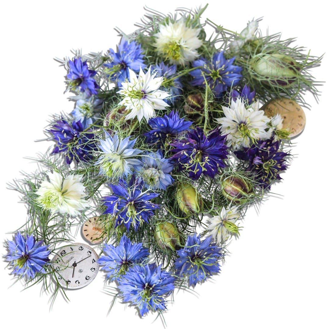 Miss Jekyll Mix Love-in-a-Mist arranged on a white background.
