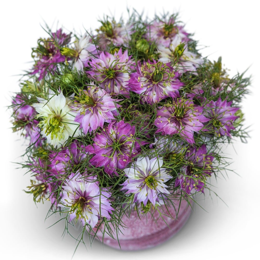 Mulberry Rose Love-In-A-Mist flowers arranged in a pink vase on a white background.