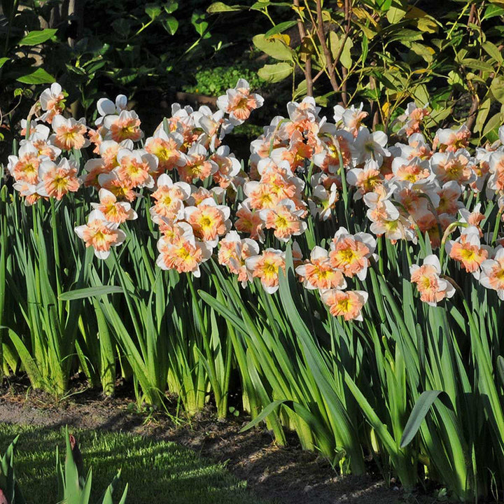 Mallee Daffodils growing in the garden. Image courtesy of Fluwel Bulb Co.