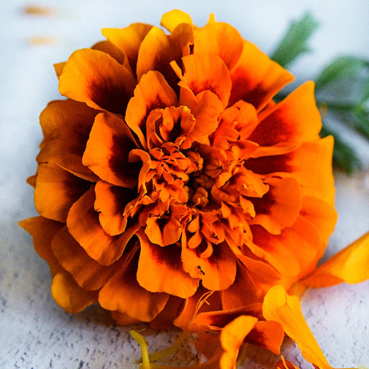 A close-up macro view of a single Chica Flame Marigold flower.