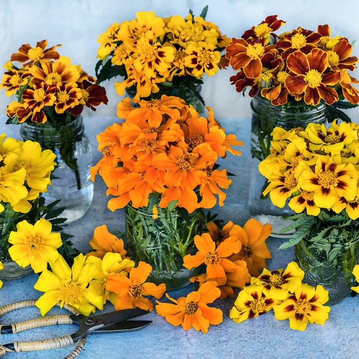 Disco Mix Marigolds in mason jars on a light background with garden scissors.
