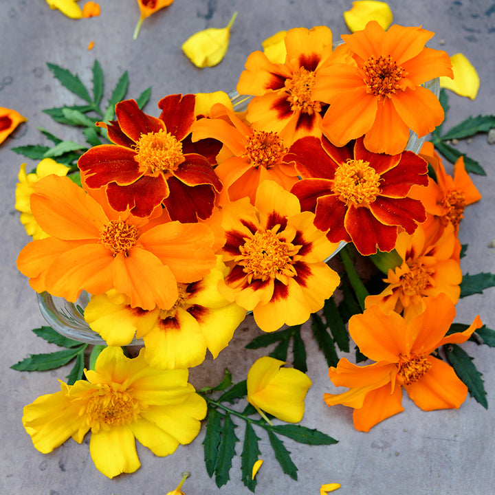 Close-up view of Disco Mix Marigold flowers on a light brown background.