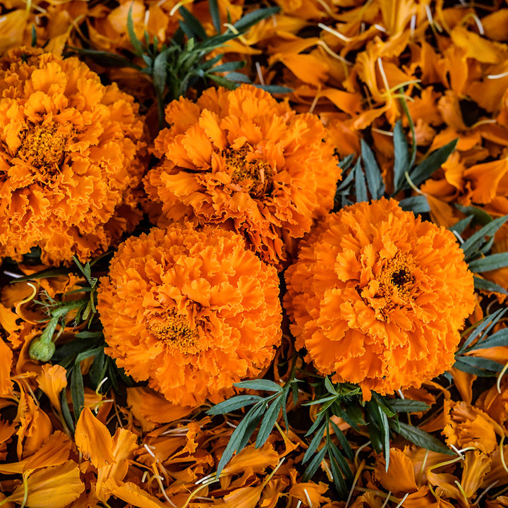 A close-up of Kee's Orange Marigold flowers with foliage on bed of bright orange petals.