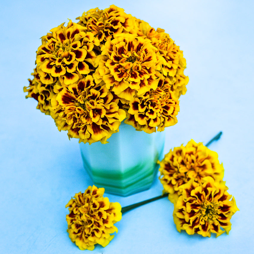 Little Hero Fire Marigold flowers in little vase with three blooms on light blue background.