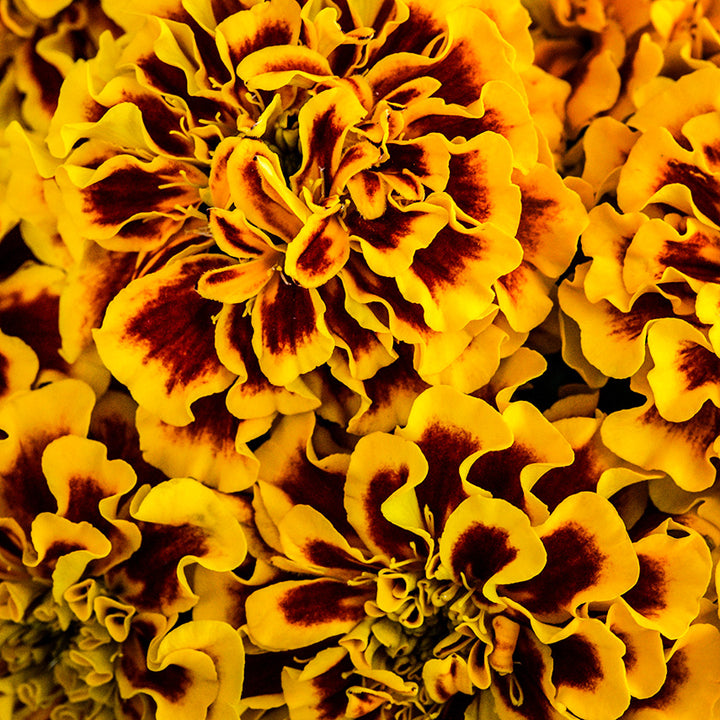 A close-up macro view of Little Hero Fire Marigold flowers.