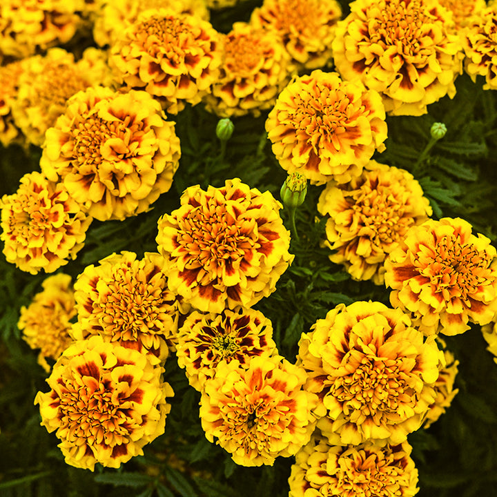 Little Hero Fire Marigolds growing in the trial gardens at the Baker Creek farm in Mansfield, Missouri.