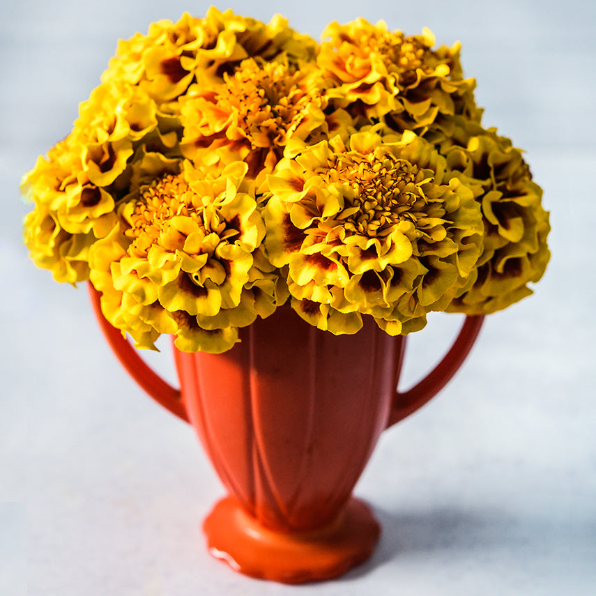 Little Hero Fire Marigolds arranged in an orange double handled container on a light background.