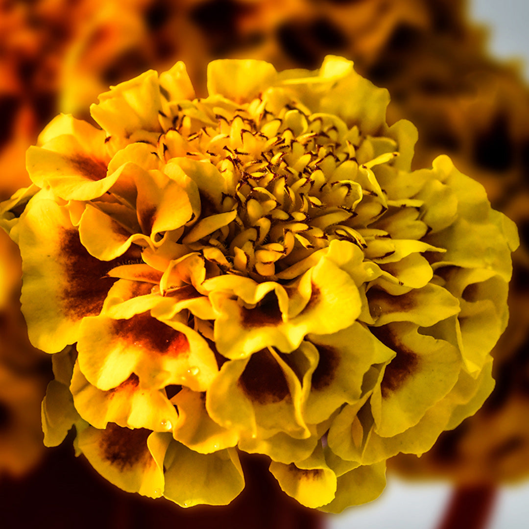 A close-up macro view of a single Little Hero Fire Marigold.