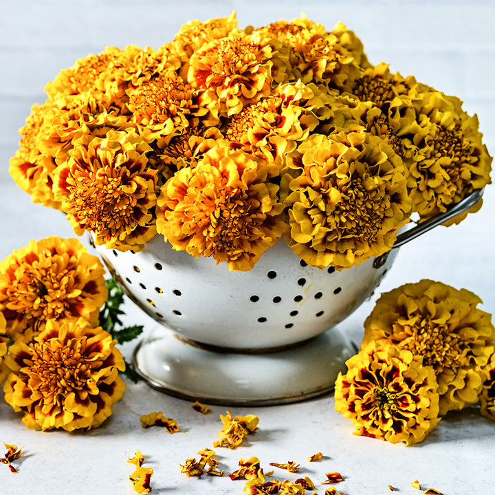 Little Hero Fire Marigolds in a colander surrounded by flowers on light background.