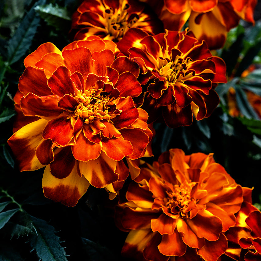 Close-up view of Safari Scarlet Marigolds growing in a Baker Creek greenhouse.